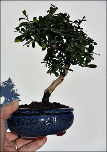 Bomboniere bonsai